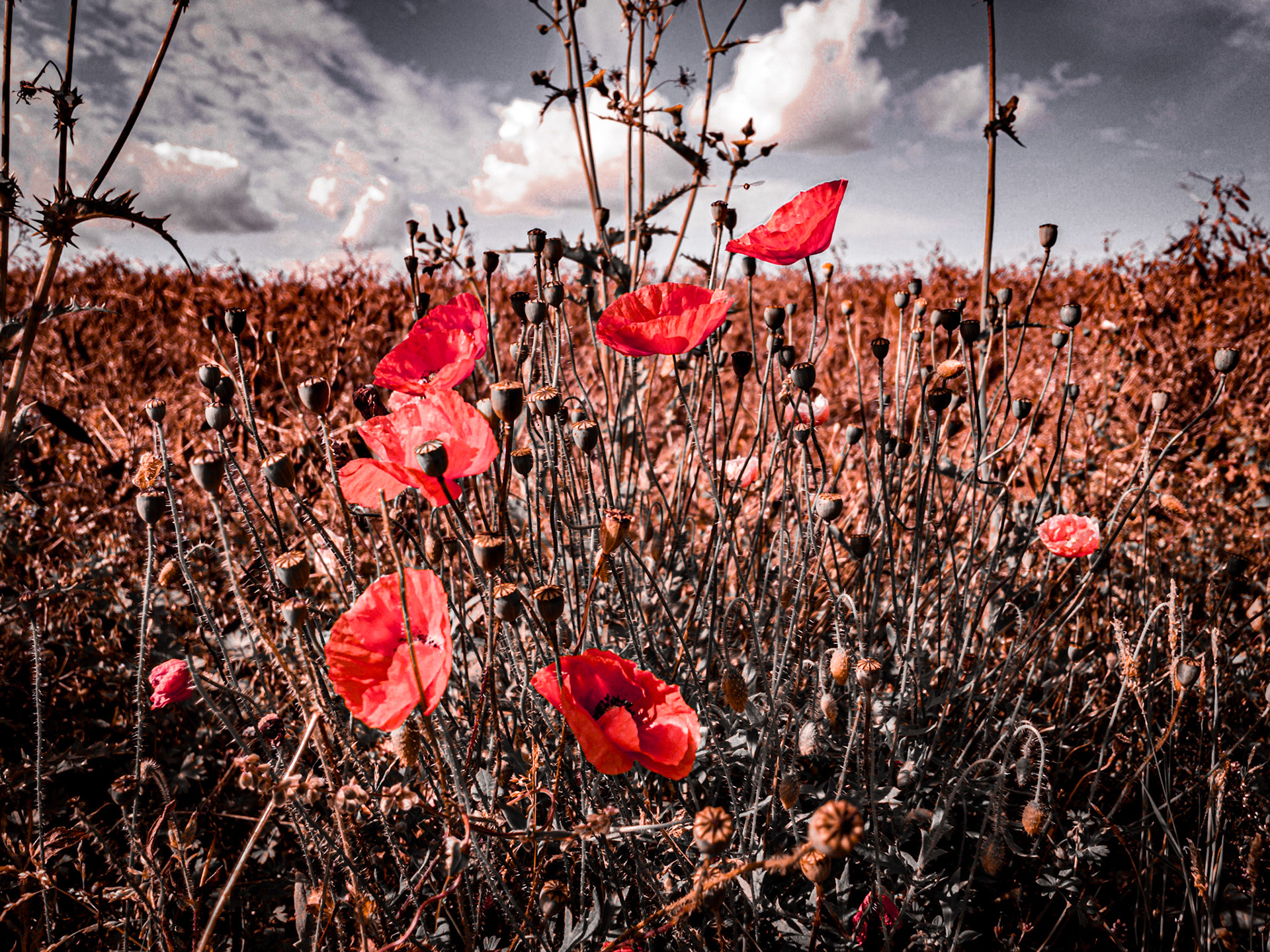 Poppies 1