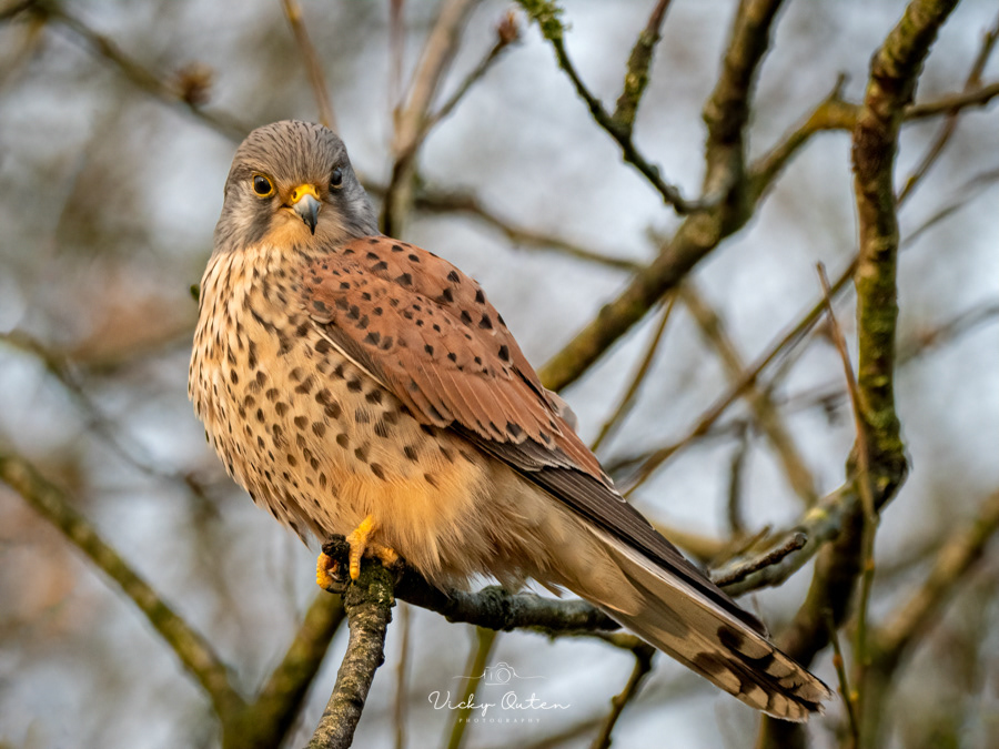 Kestrel