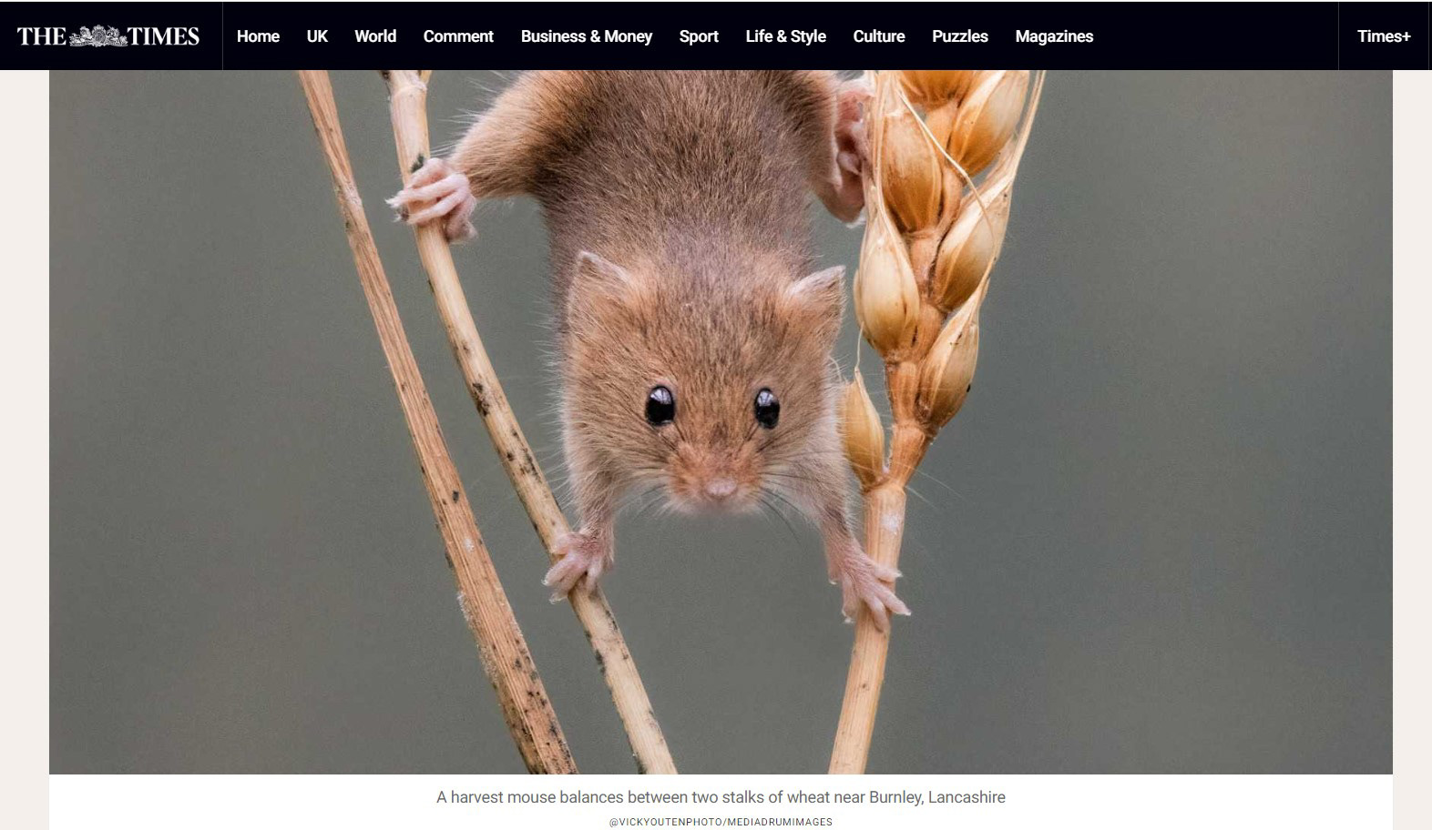 My photograph published in The Times Online 17/08/24