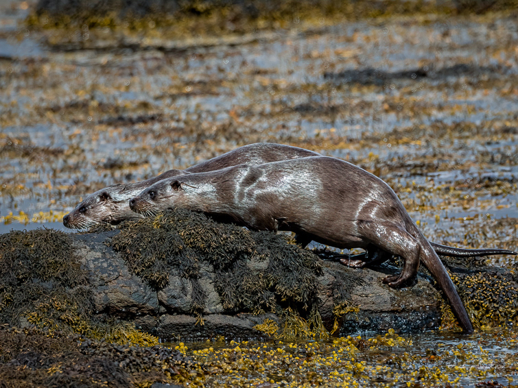 Otter cub