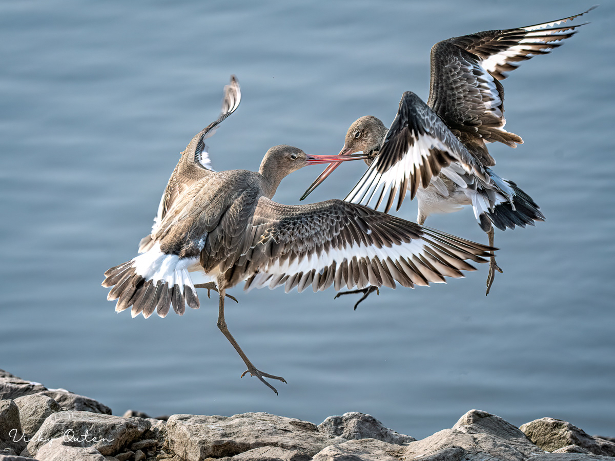 Black-tailed godwits squabbling