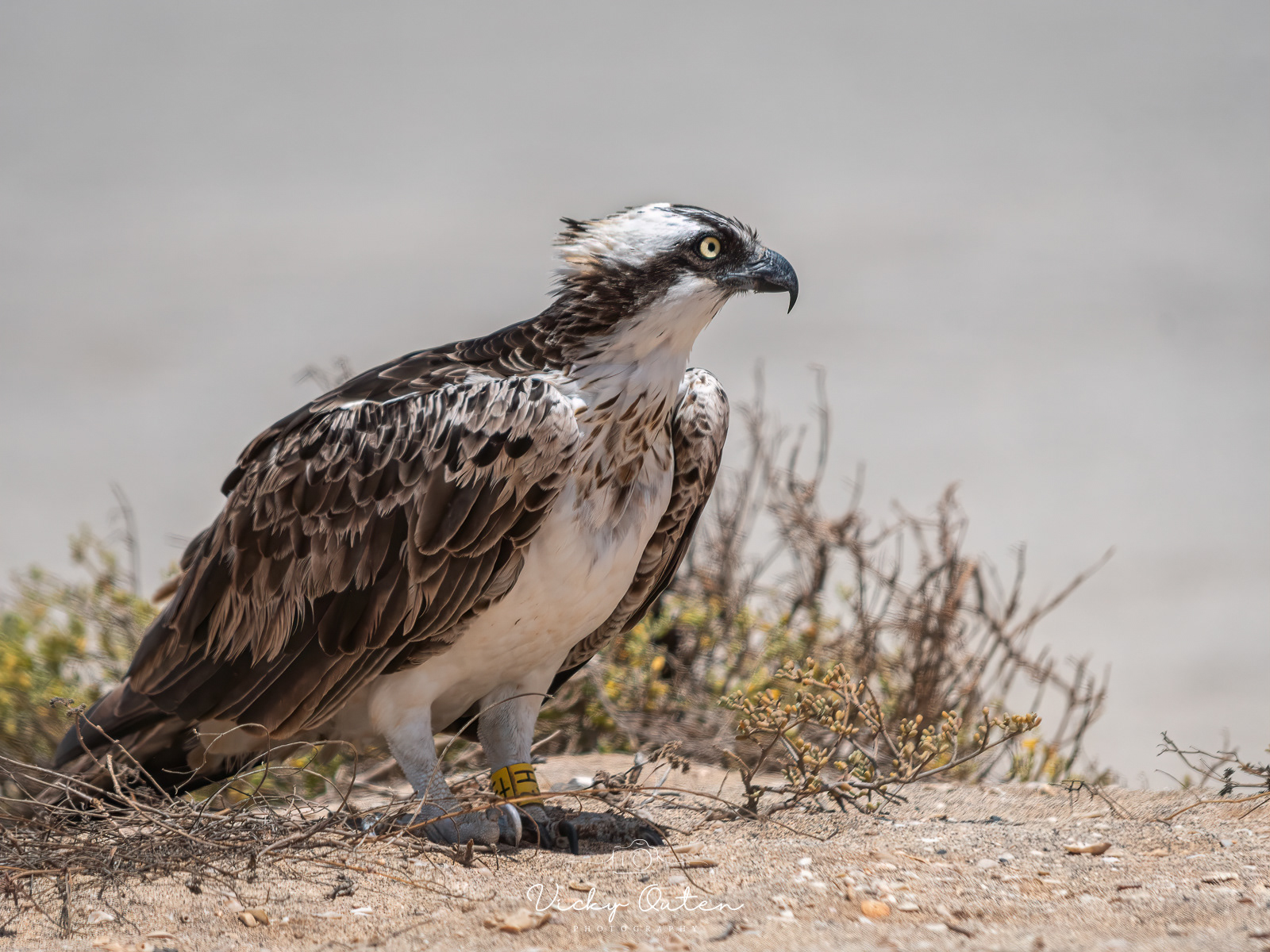 Osprey at Cape Verde