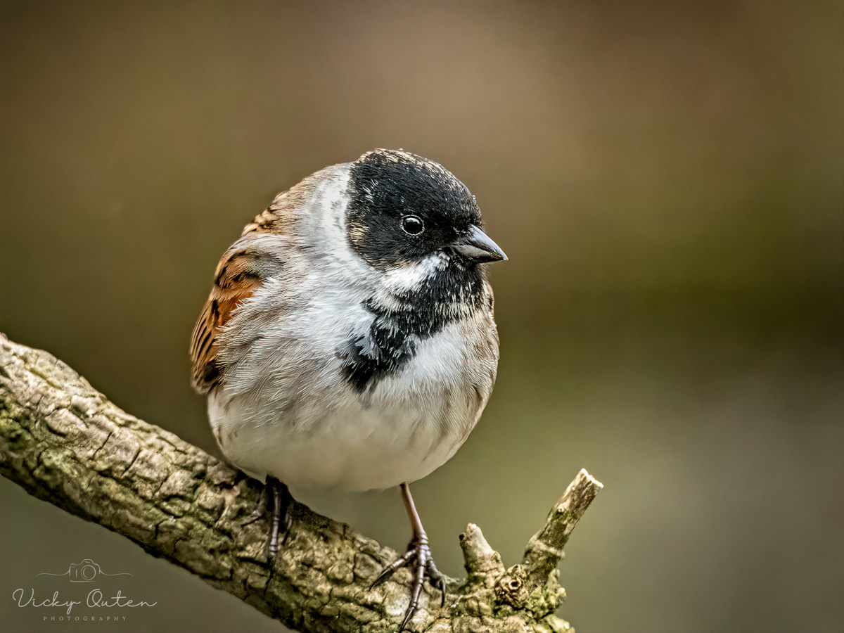 Male reed bunting
