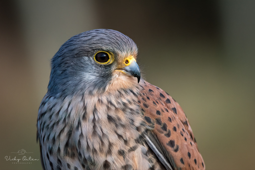 Kestrel