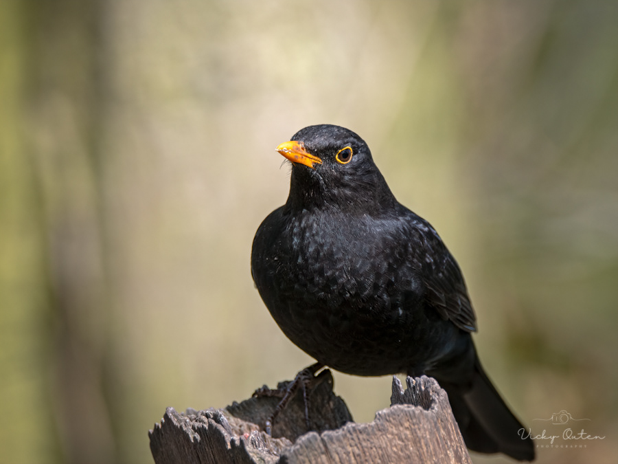 Male blackbird