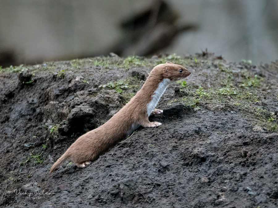 Weasel 