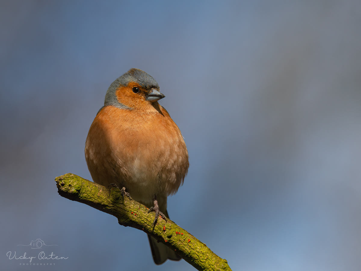 Male chaffinch