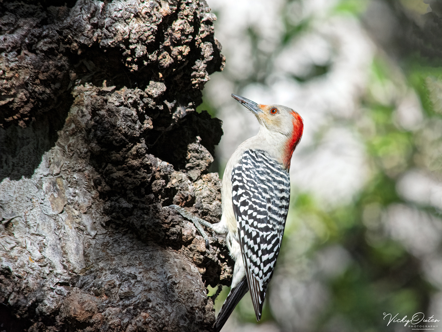 Red-bellied woodpecker 