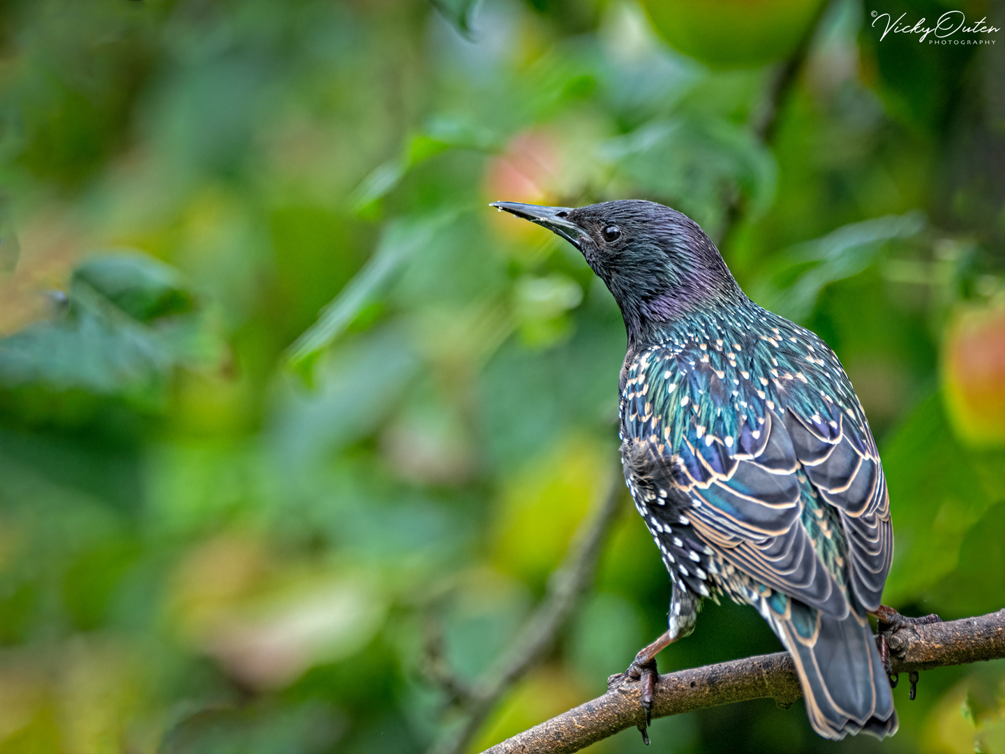 Starling