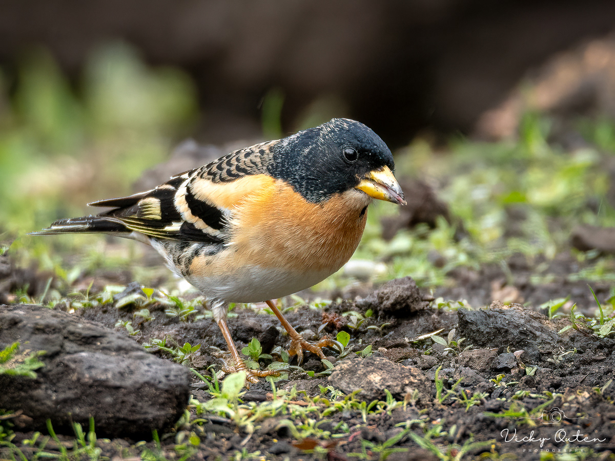 Male brambling