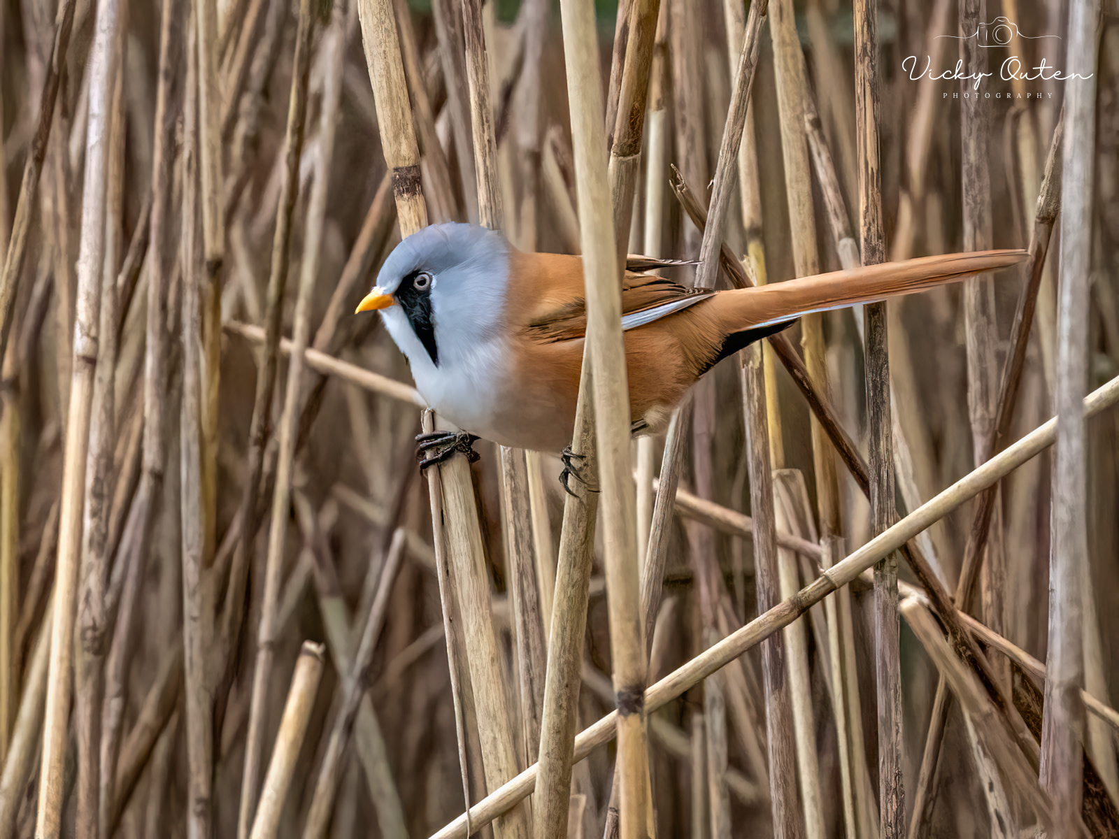 Male Bearded Tit
