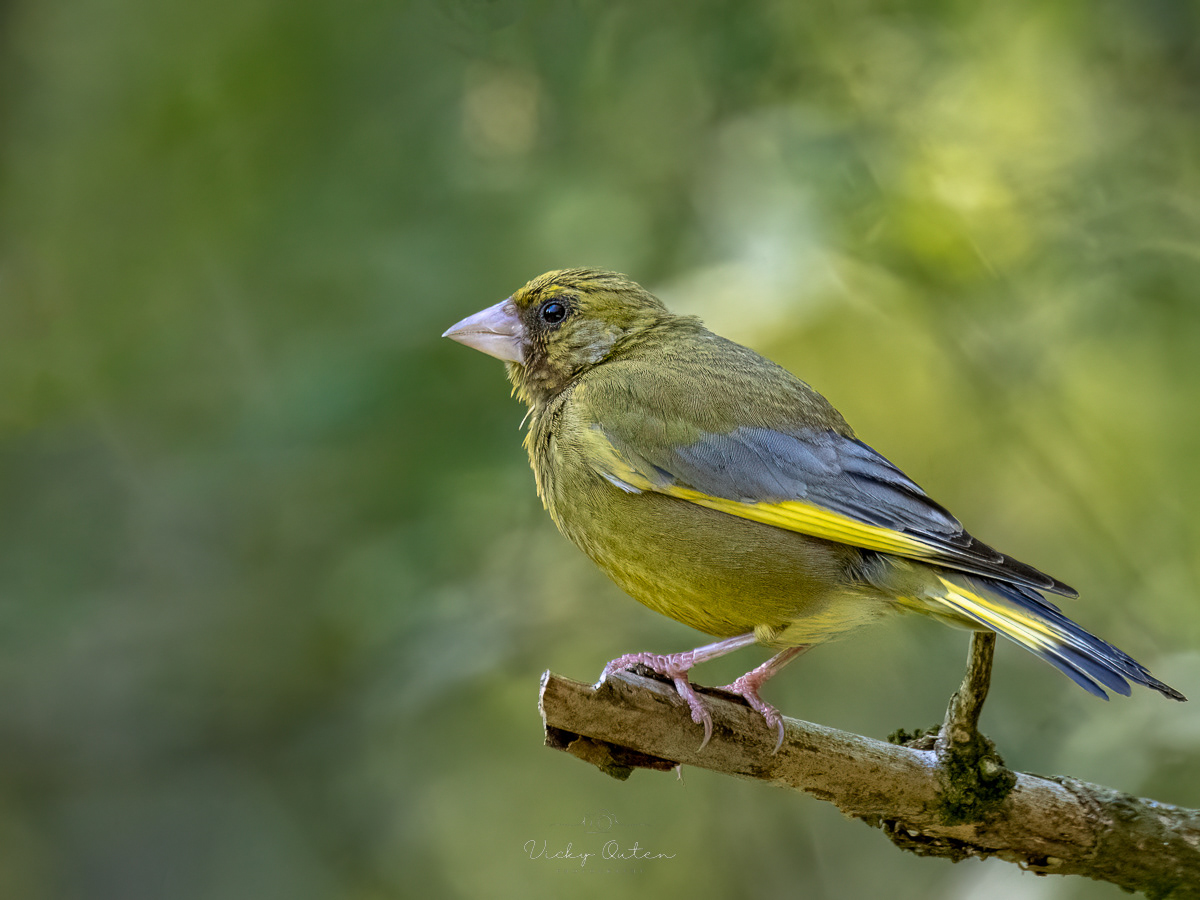 Greenfinch
