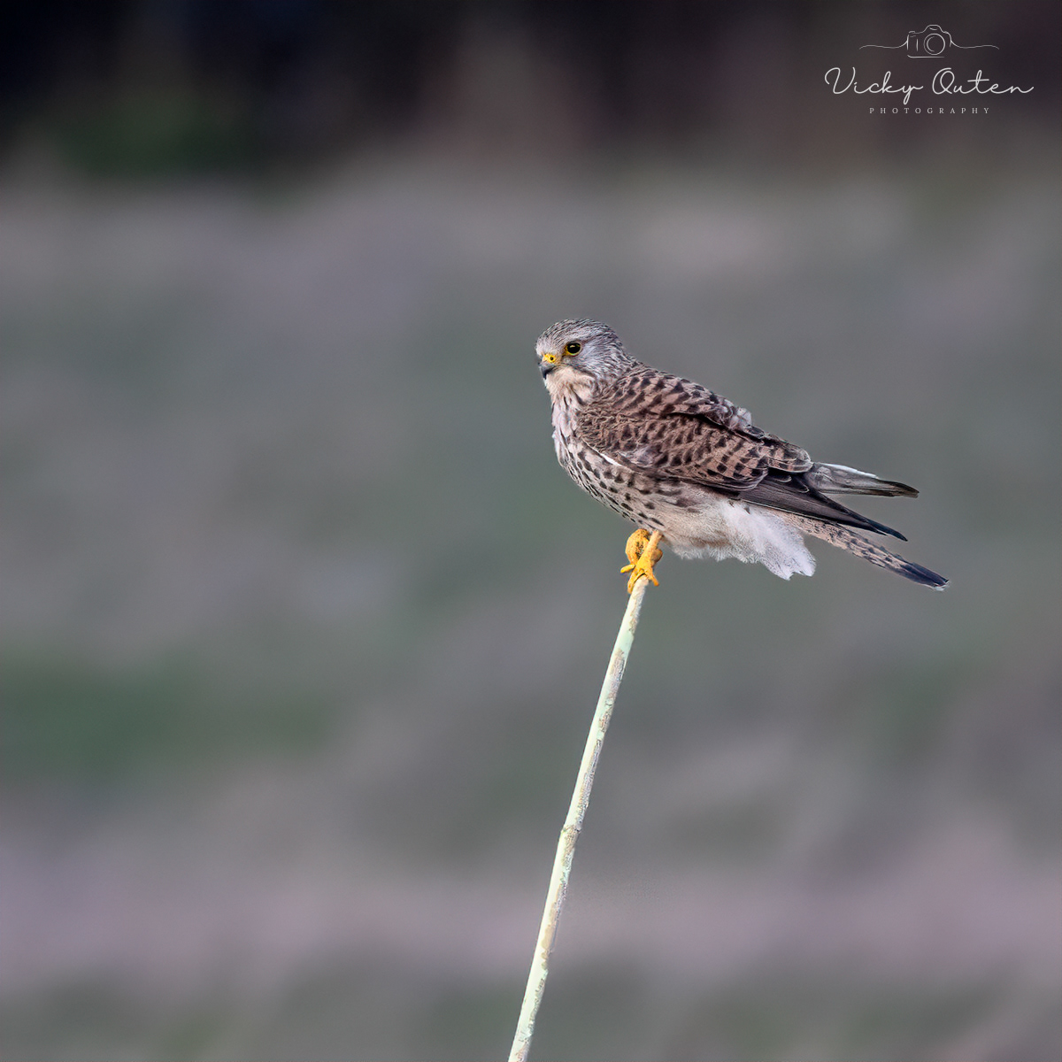 Kestrel 