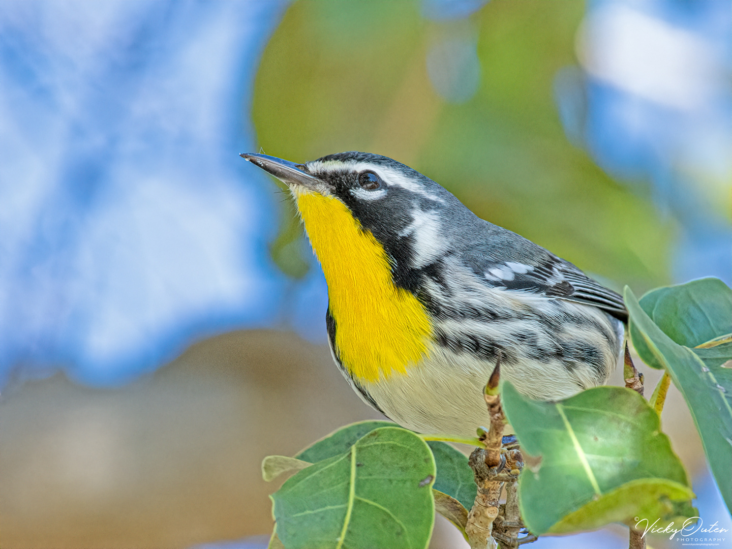 Yellow throated warbler
