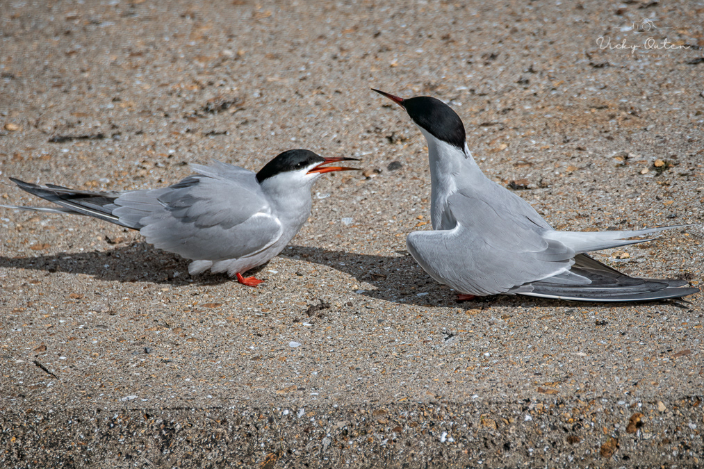 Common terns