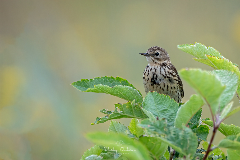 Skylark