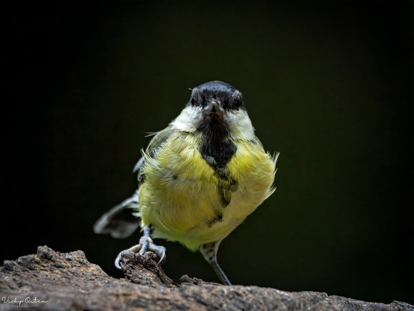Great tit