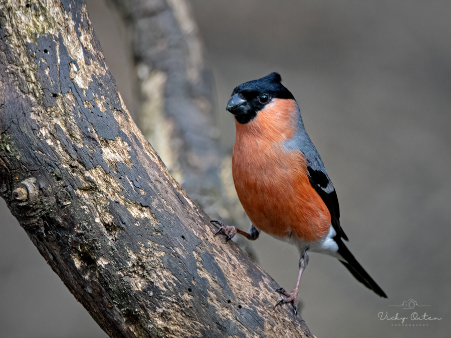 Male bullfinch