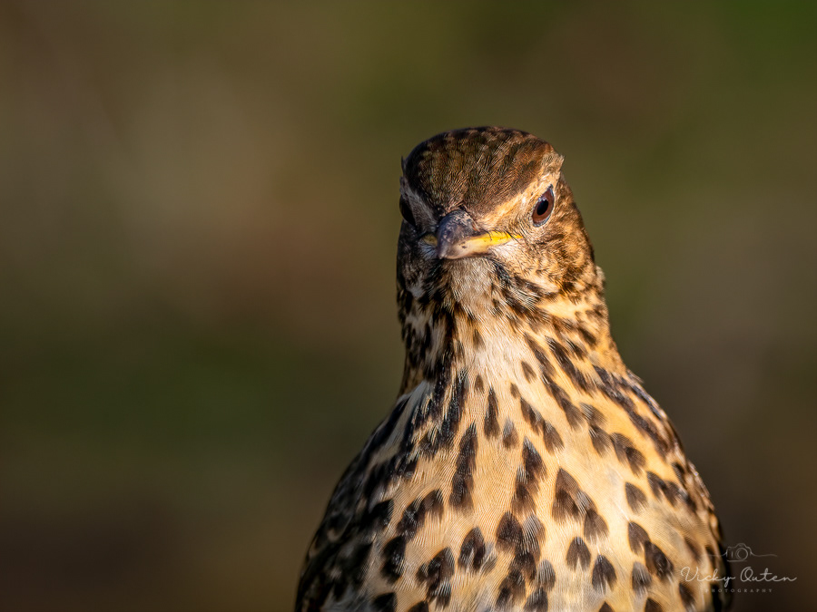 Song thrush