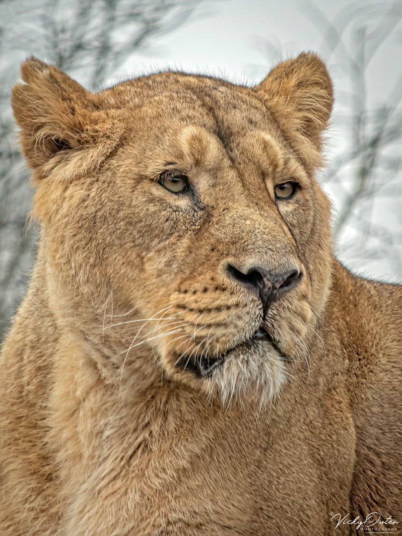 Female lion