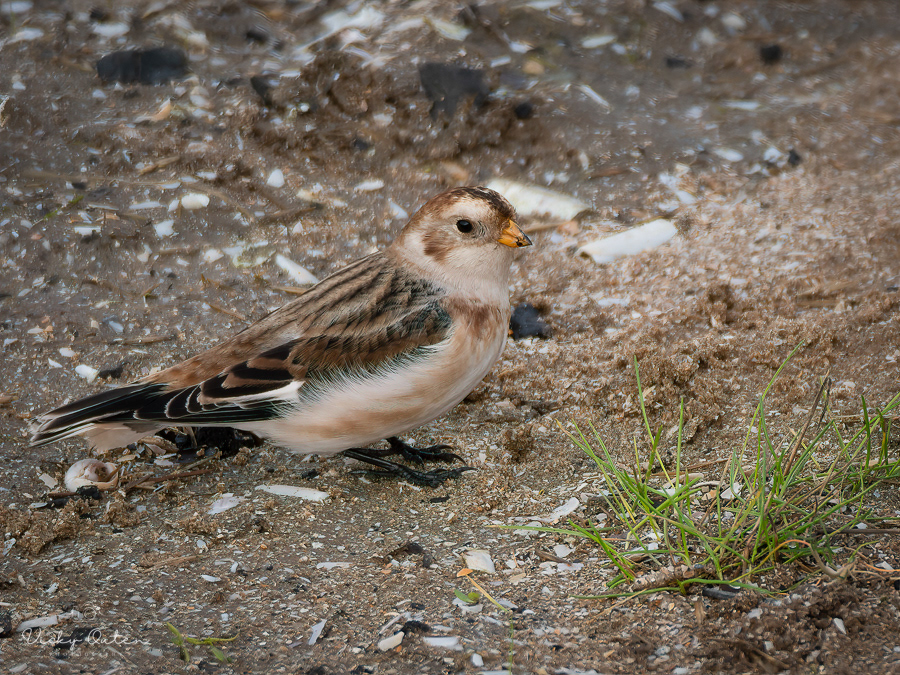 Female snow bunting