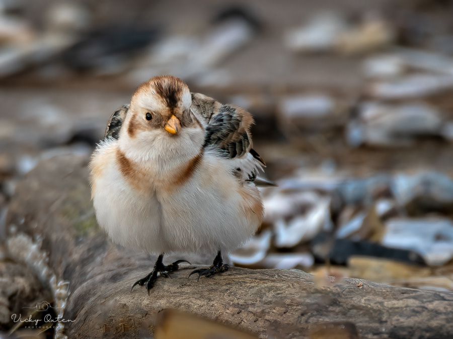 Snow bunting