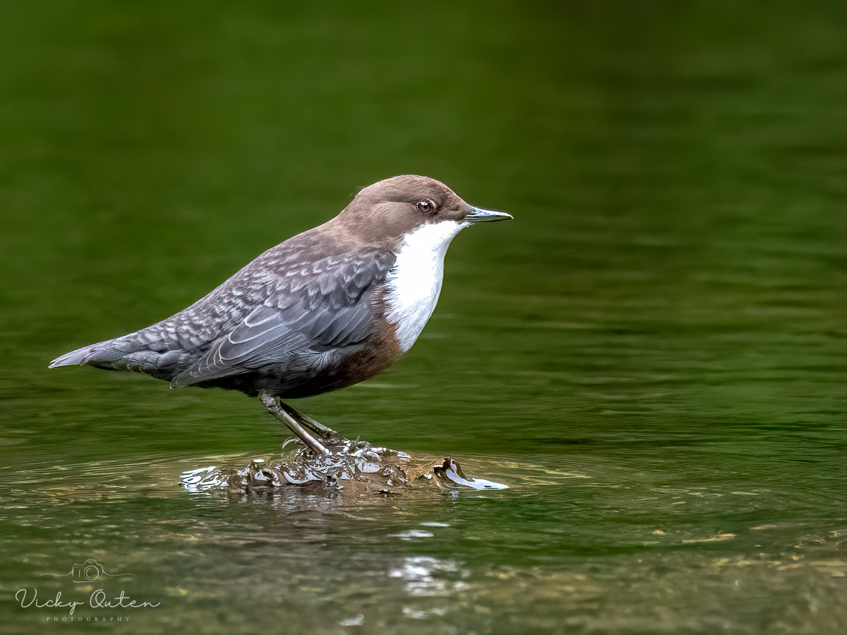 Dipper