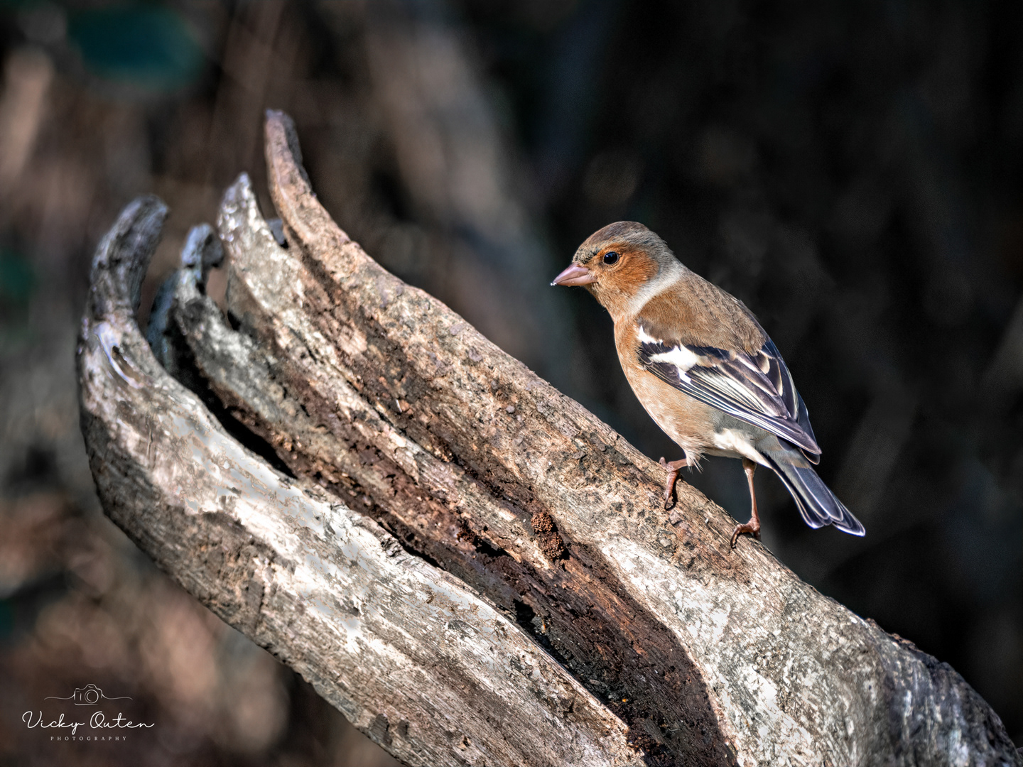 Chaffinch