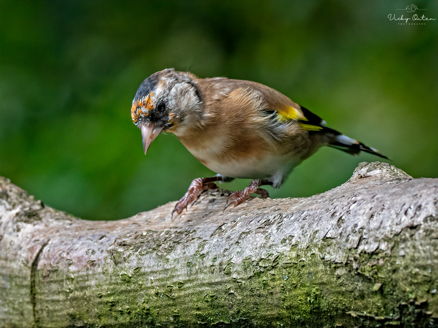 Juvenile goldfinch