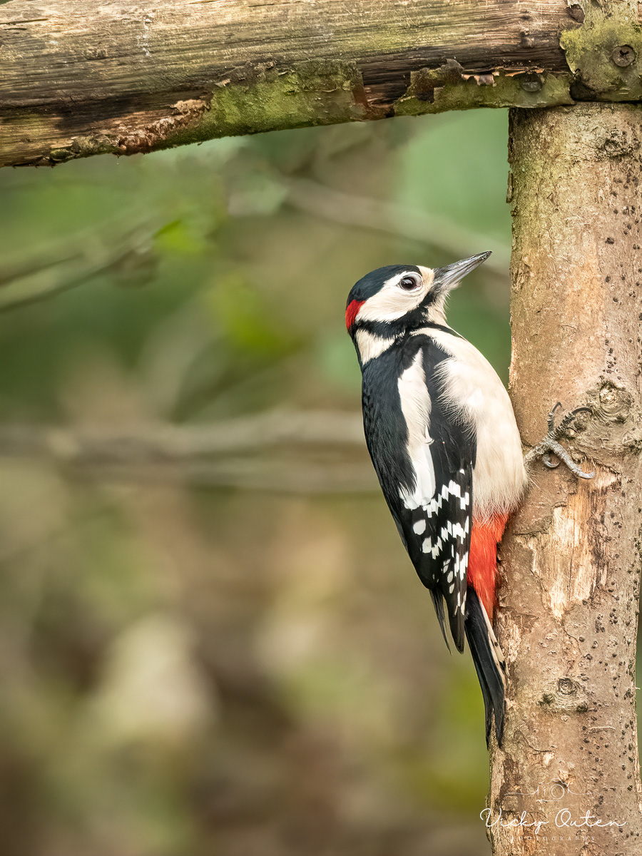 Great spotted woodpecker