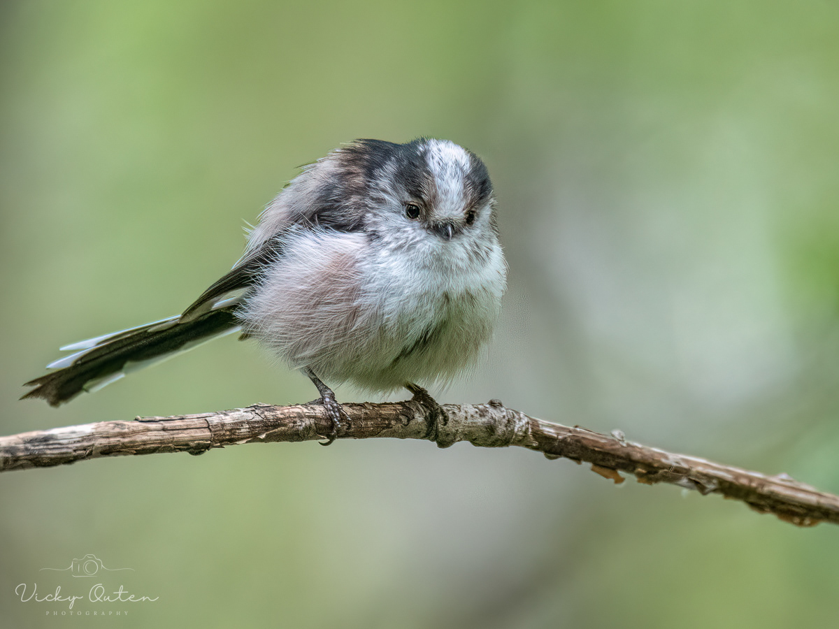 Long tailed tit