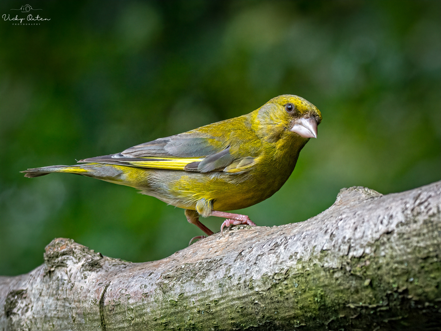 Greenfinch