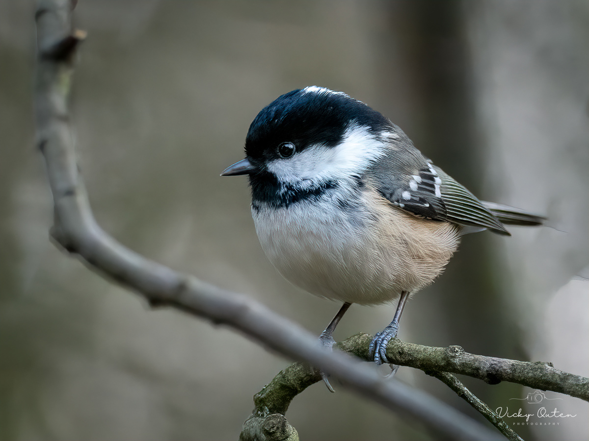 Coal tit
