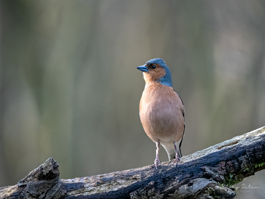 Male chaffinch