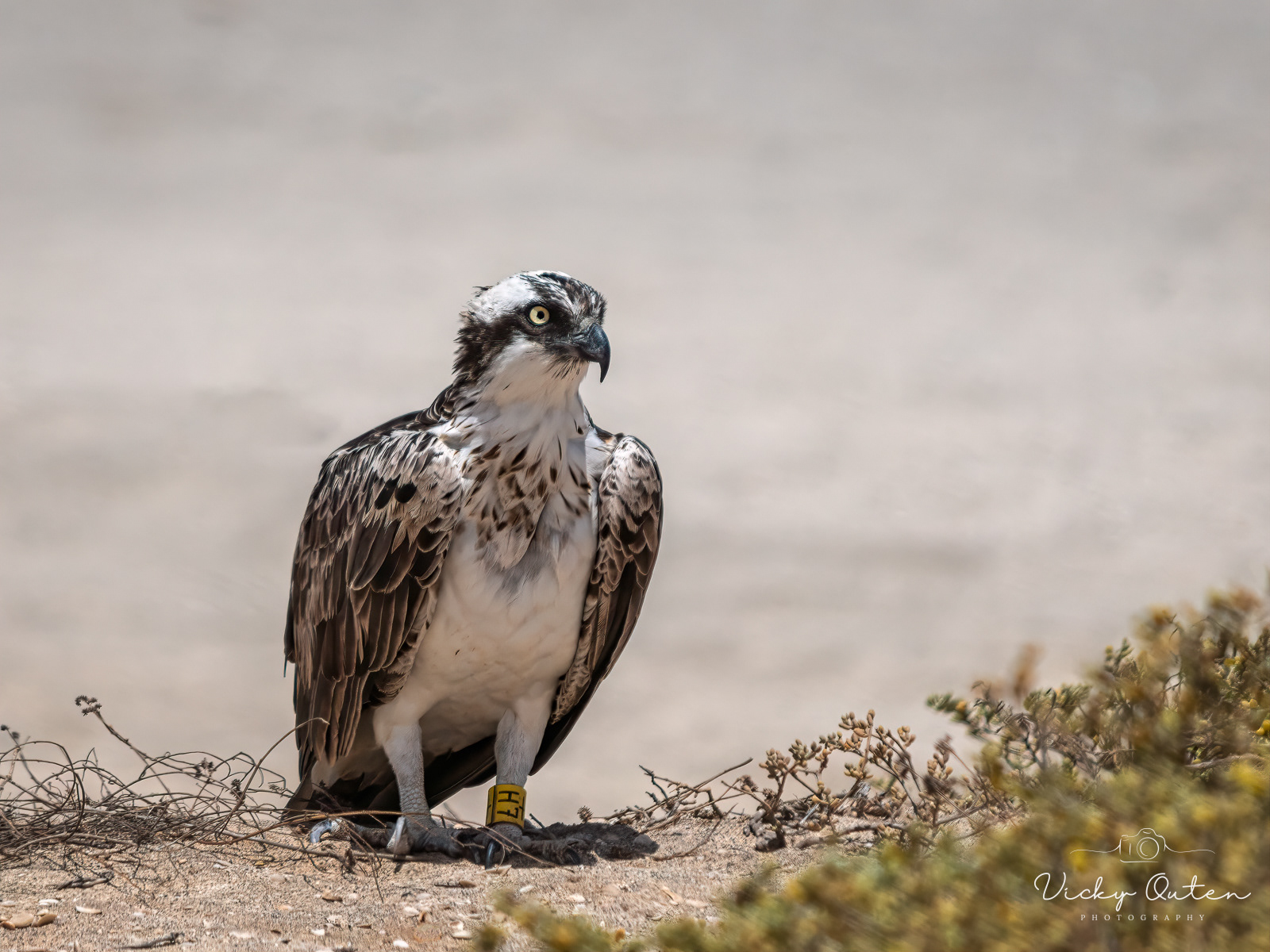 Osprey at Cape Verde