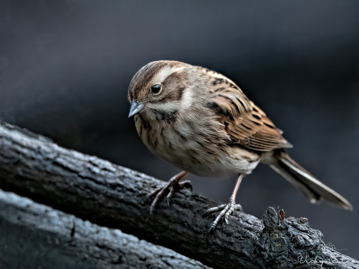 Female reed bunting