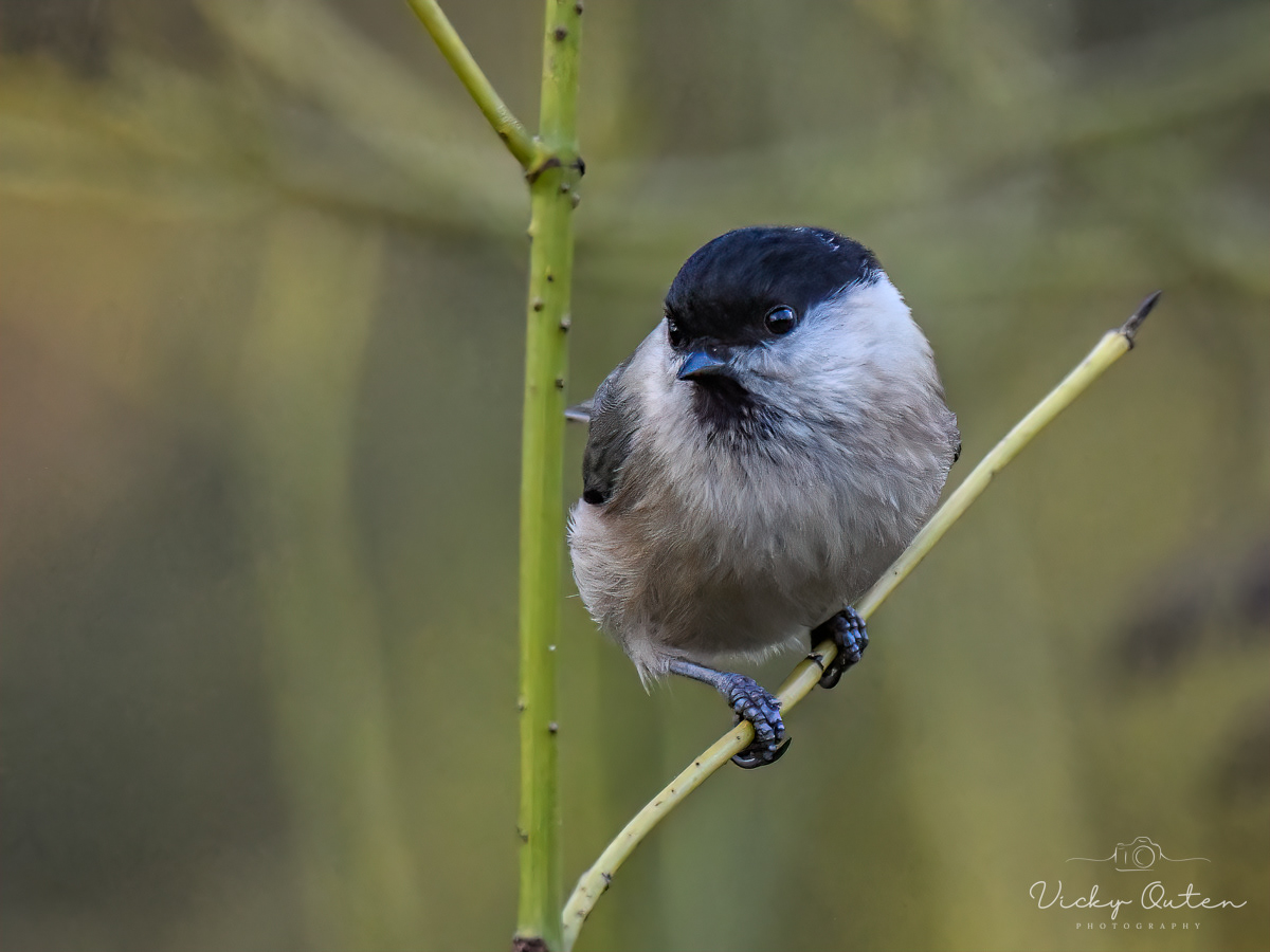 Willow tit