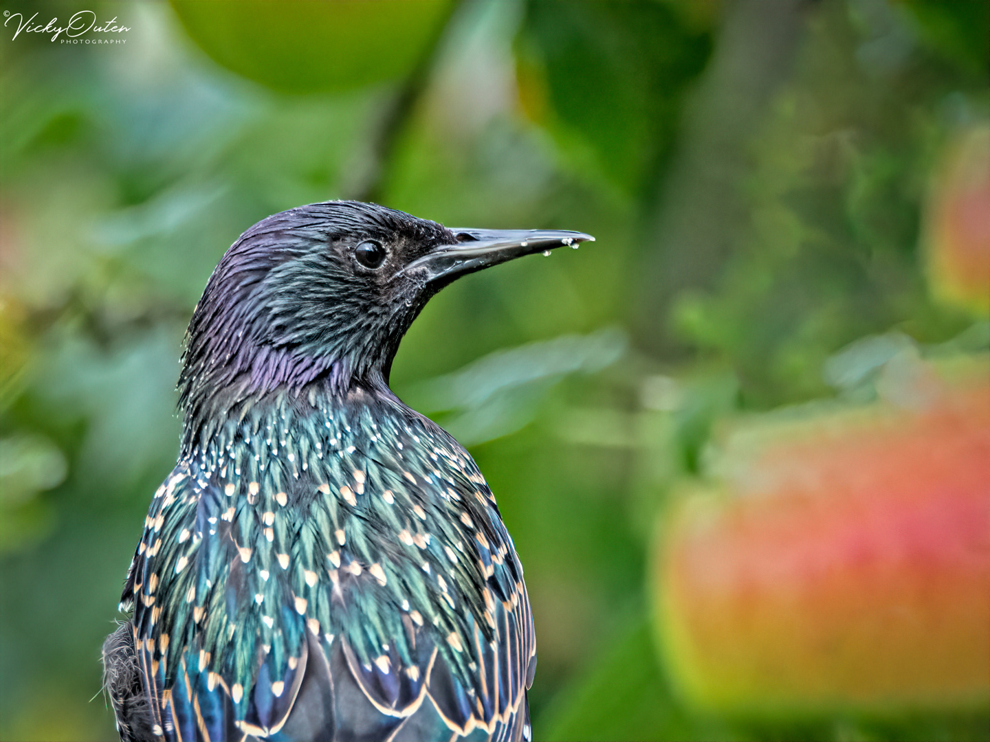 Starling