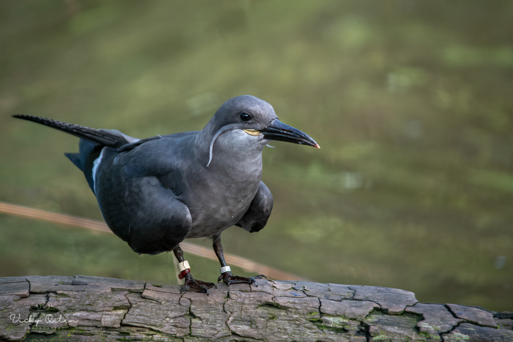Juvenile inca tern