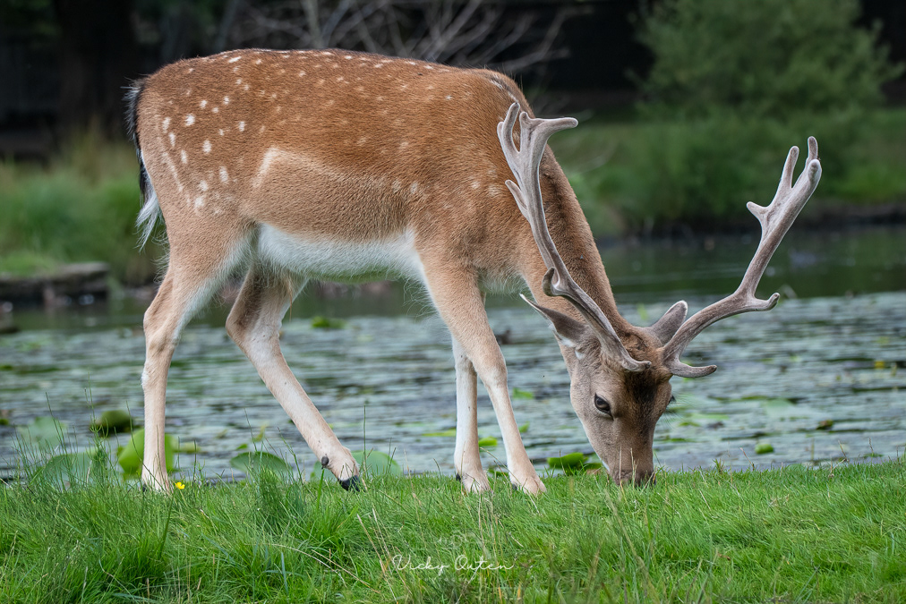 Fallow deer