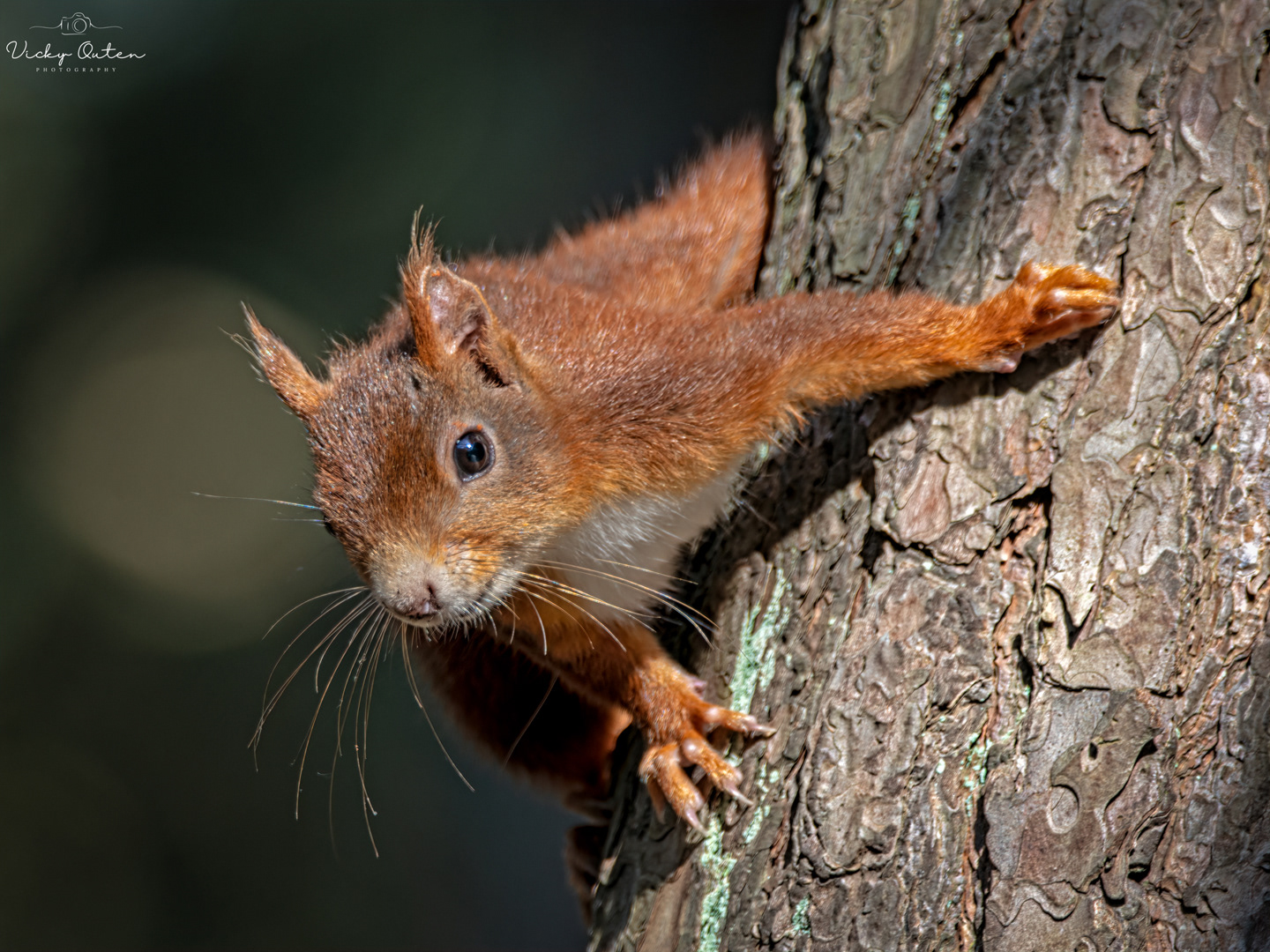 Red squirrel