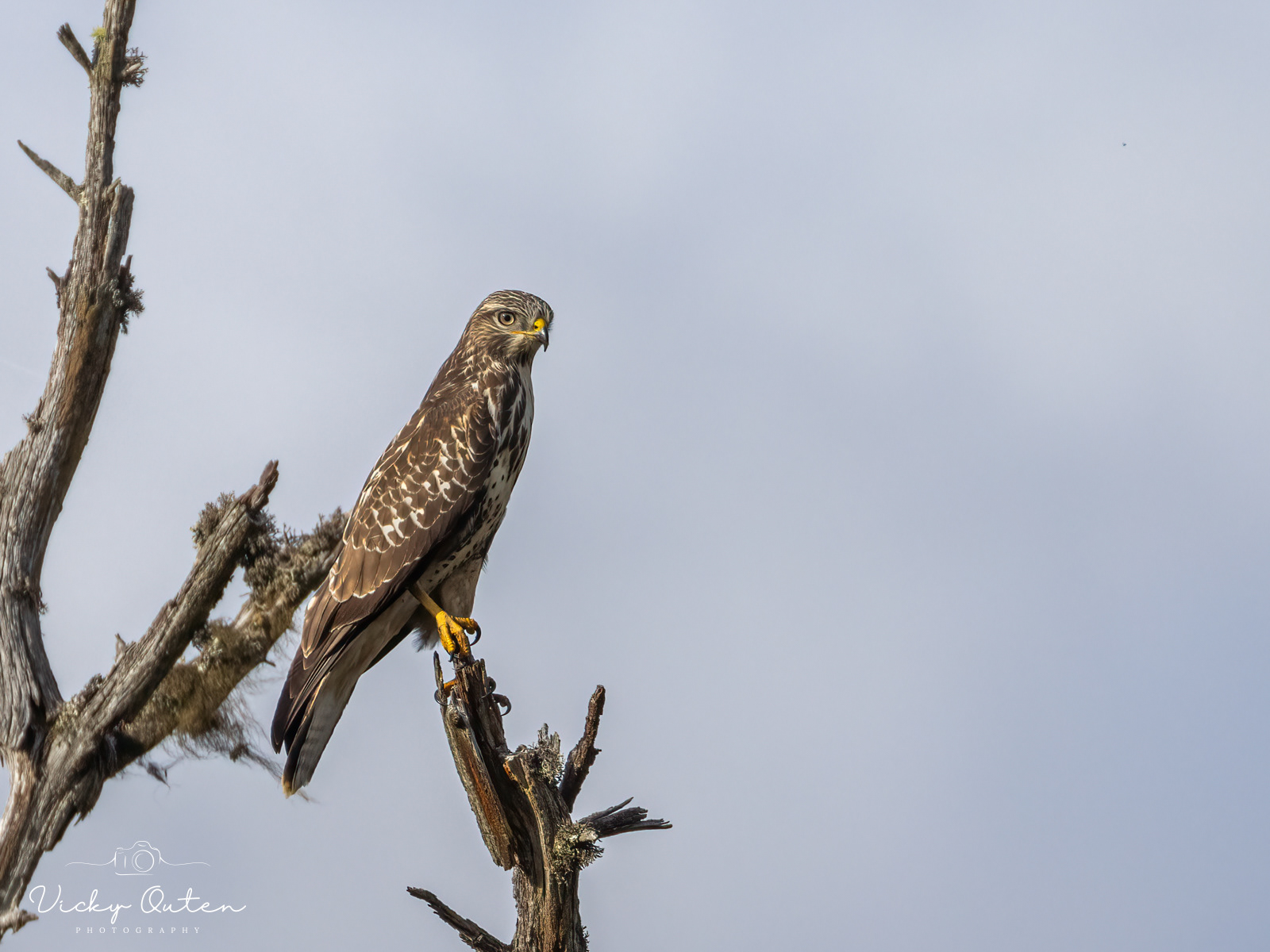 Buzzard