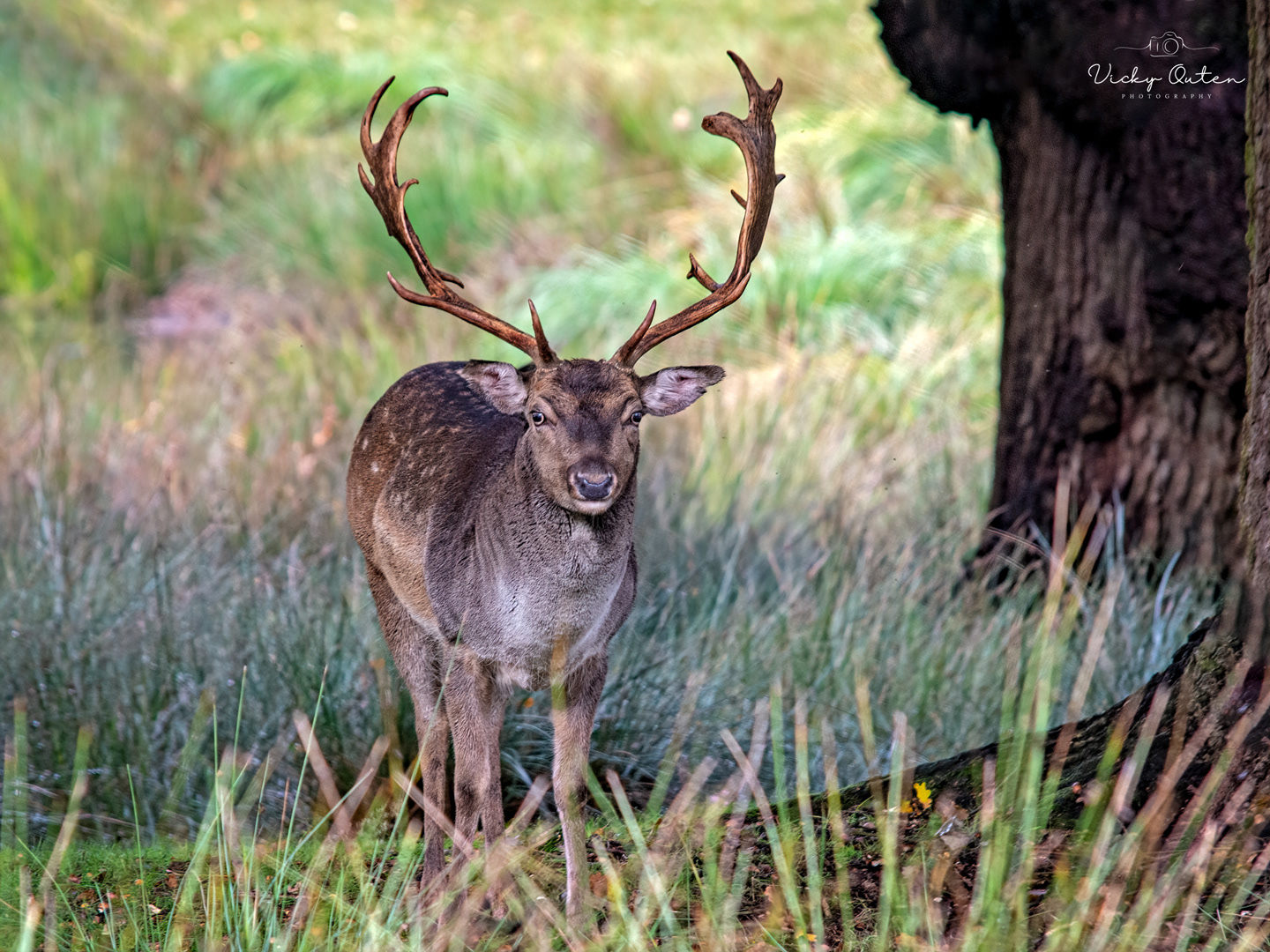 Fallow deer 