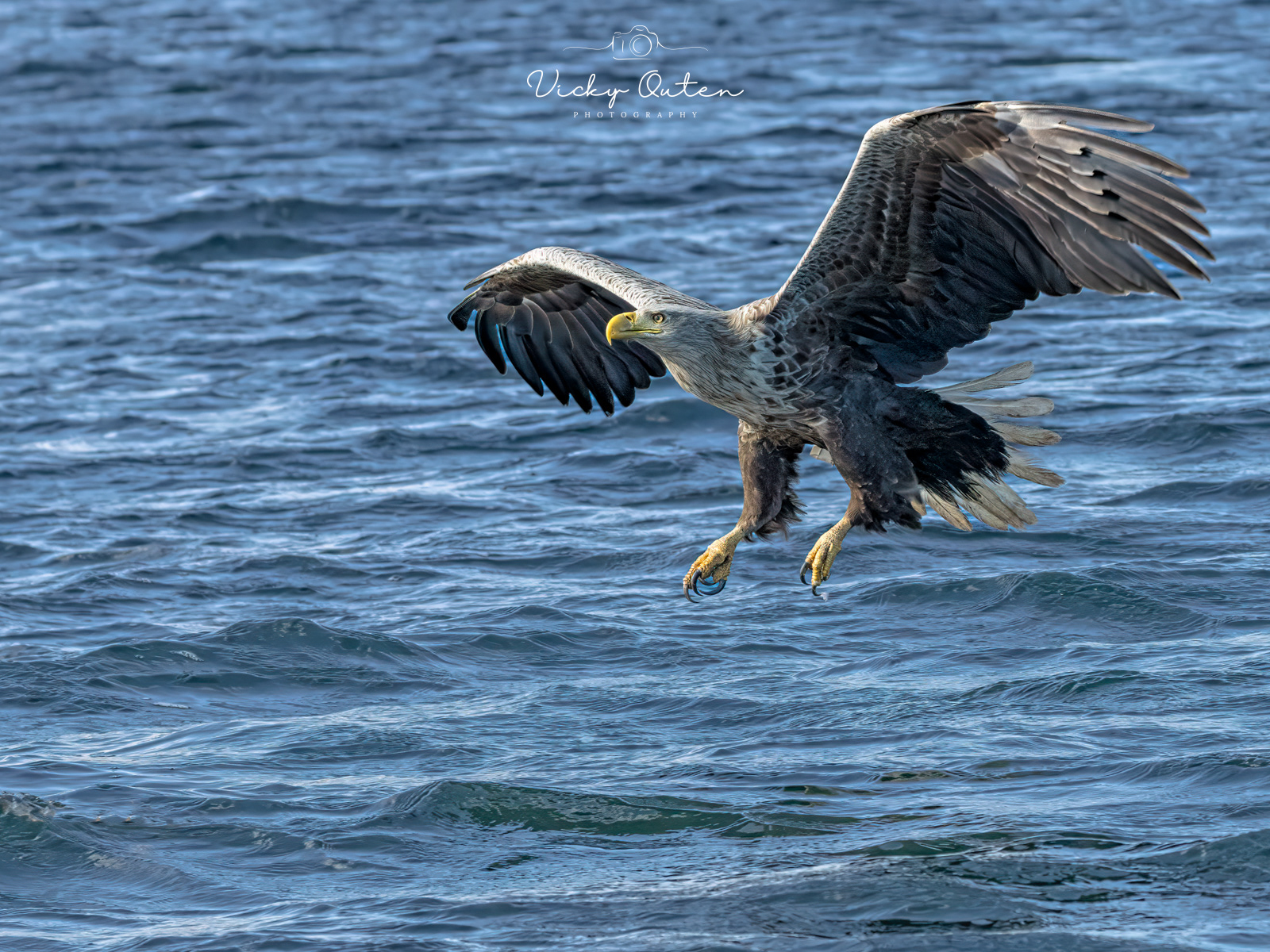 White tailed sea eagle