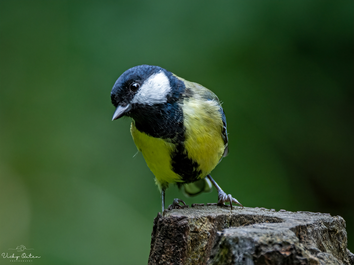 Great tit