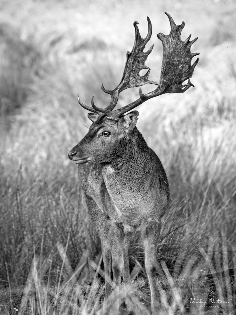 Fallow deer