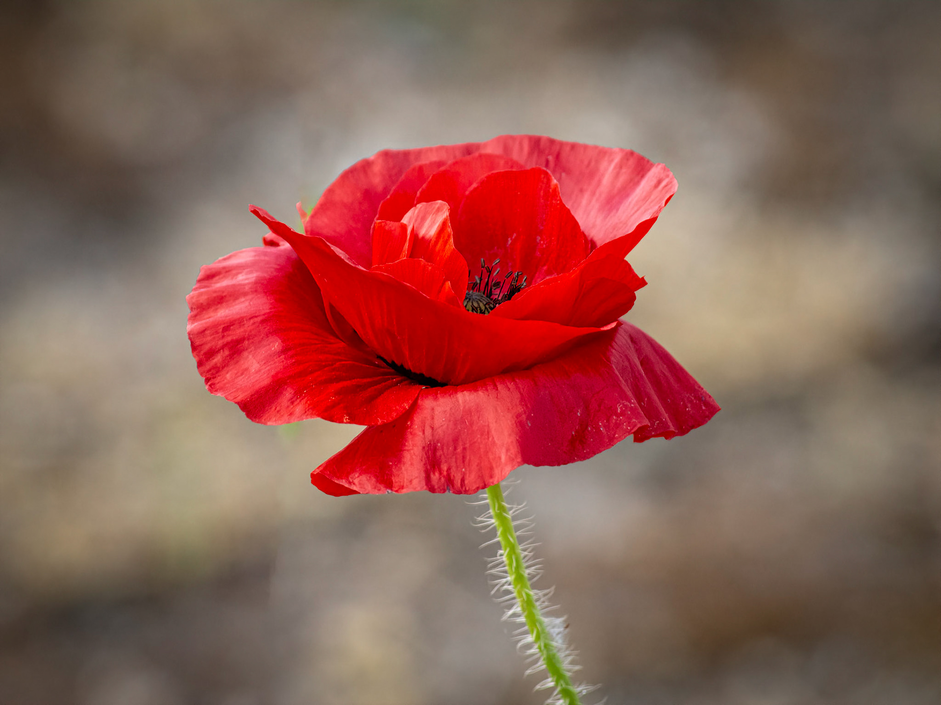 Poppy