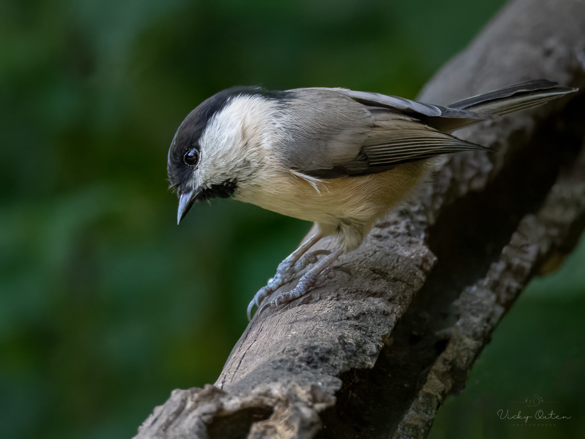 Willow tit