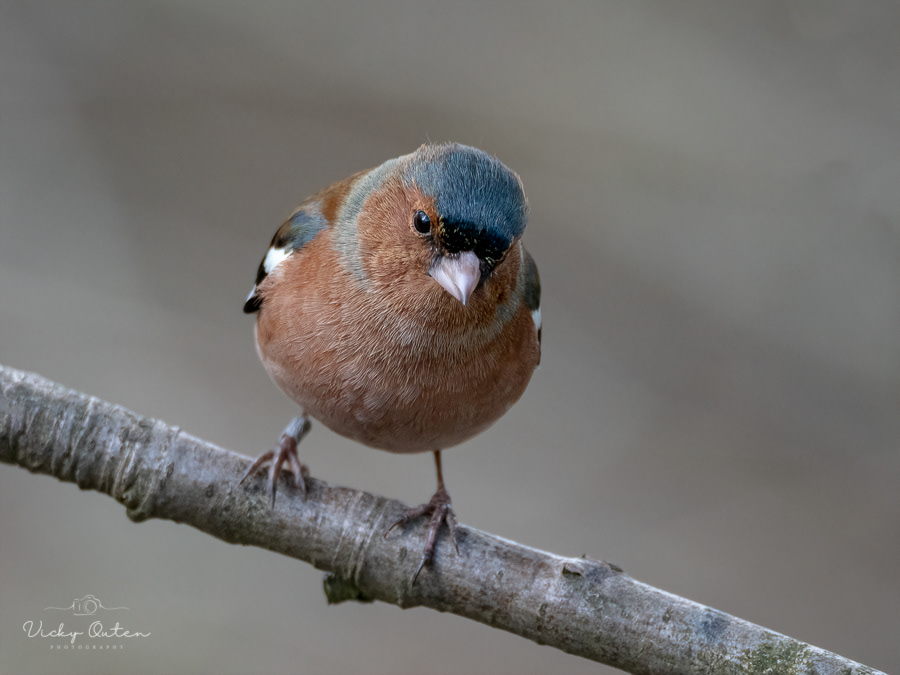 Male chaffinch