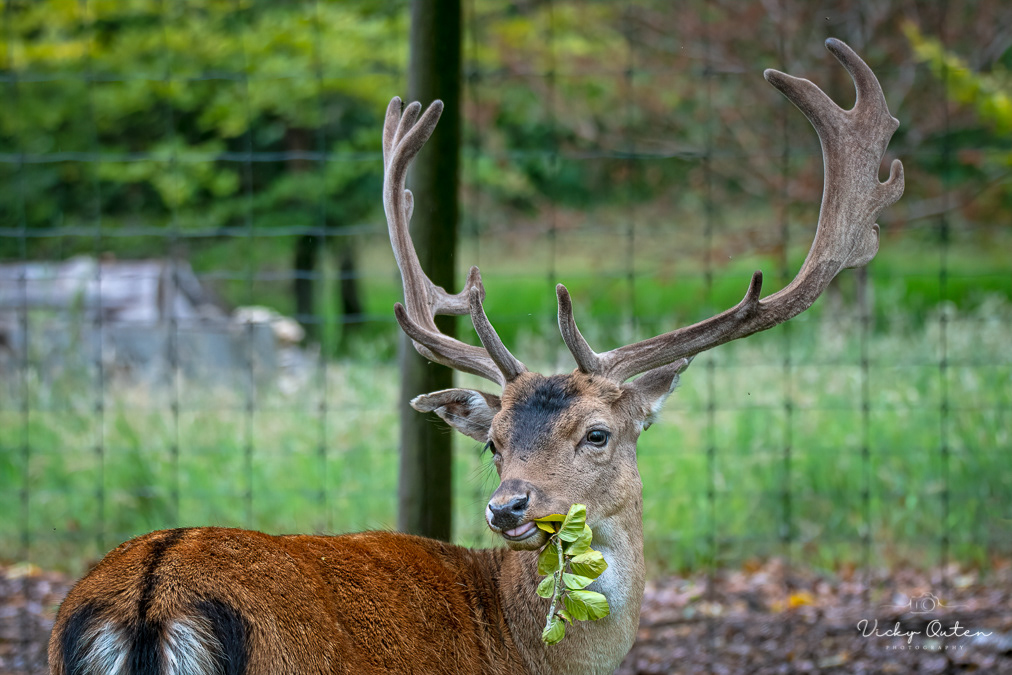 Fallow deer